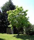 Paulownia Baum (Blaublhender, schnellwachsender chinesischer Glockenbaum)
