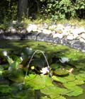 Biotop-Teich mit vielen Wasserpflanzen